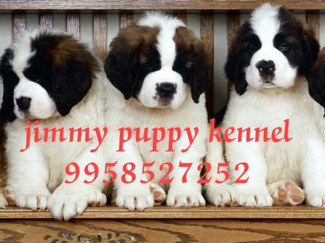 St.Bernard puppy price in noida
St.Bernard puppies for sale in noida at best price - Image 2