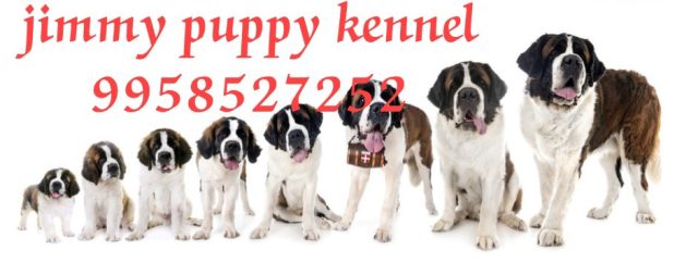 St.Bernard puppy price in noida
St.Bernard puppies for sale in noida at best price