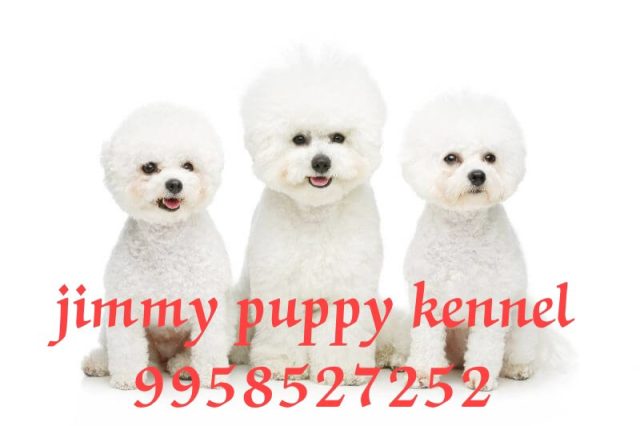 Bichon Frise Puppies for sale in Faridabad | Jimmy Puppy Kennel - Image 2