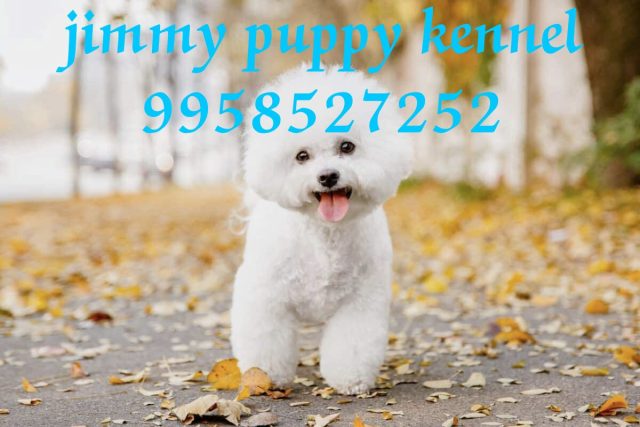 Bichon Frise Puppies for sale in Faridabad | Jimmy Puppy Kennel