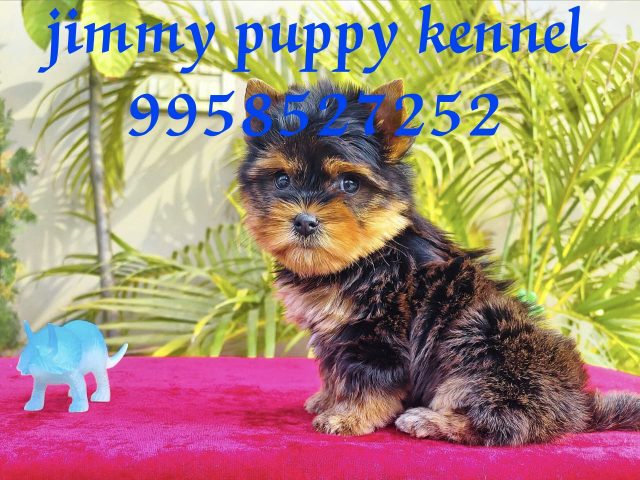 Yorkshire Terrier puppies for sale in Jaipur Jodhpur Rajasthan
Yorkshire Terrier puppy for sale in Jaipur Jodhpur Rajasthan