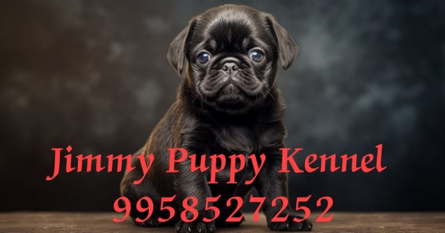 Pug Puppies for sale in Gurugram | Jimmy Puppy Kennel