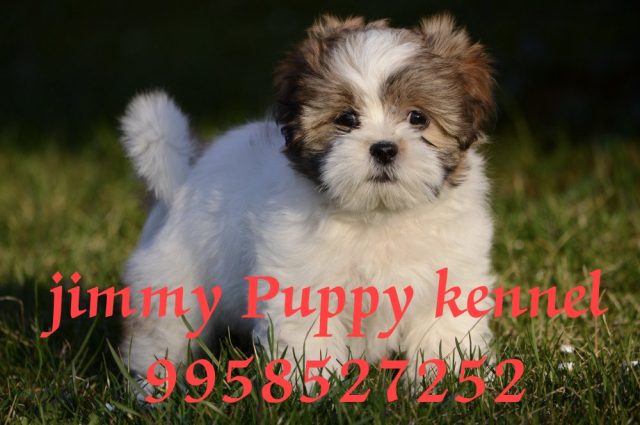 Shihpoo Puppies for sale in Noida | Jimmy Puppy Kennel - Image 2