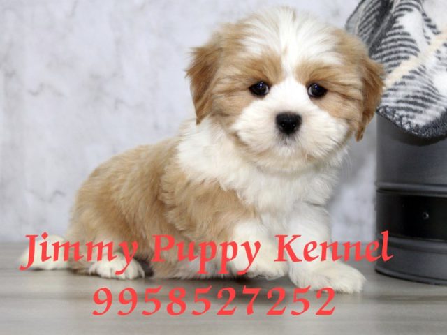 Shihpoo Puppies for sale in Noida | Jimmy Puppy Kennel