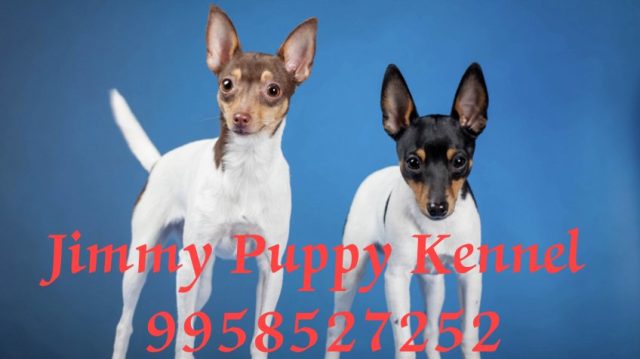 Wire Fox Terrier Puppies for Sale in Ghaziabad | Jimmy Puppy Kennel - Image 2