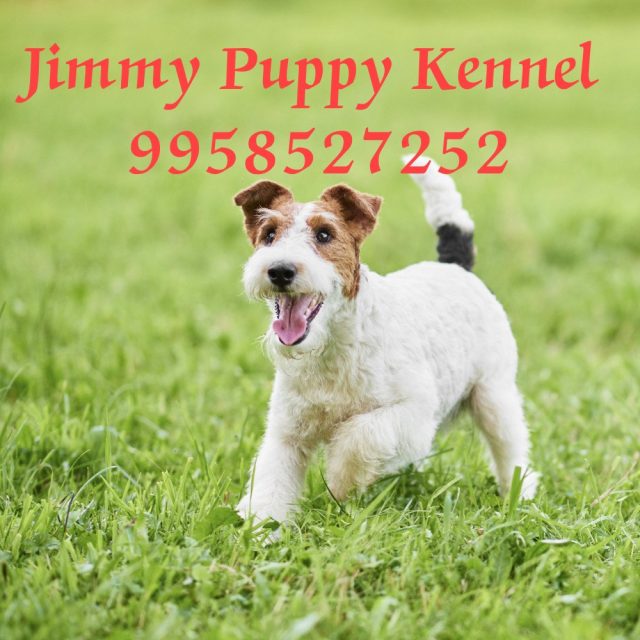 Wire Fox Terrier Puppies for Sale in Ghaziabad | Jimmy Puppy Kennel