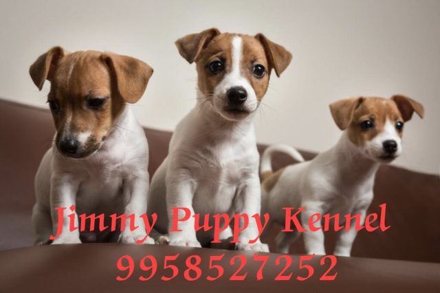 Jack Russell Terrier Puppies for Sale in Delhi | Jimmy Puppy Kennel - Image 3