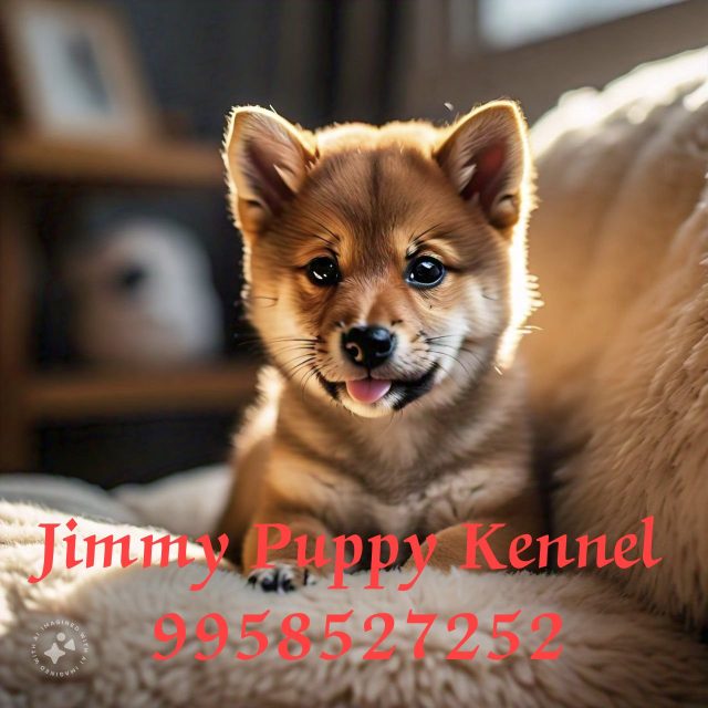 Cockapoo Puppies for Sale in Ghaziabad | Jimmy Puppy Kennel