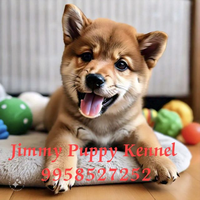 Shiba Inu Puppies for sale in Ghaziabad | Jimmy Puppy Kennel