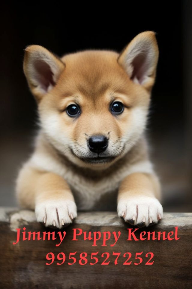 Shiba Inu Puppies for sale in Ghaziabad | Jimmy Puppy Kennel - Image 2