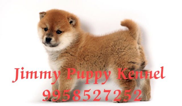 Shiba Inu Puppies for sale in Ghaziabad | Jimmy Puppy Kennel - Image 3