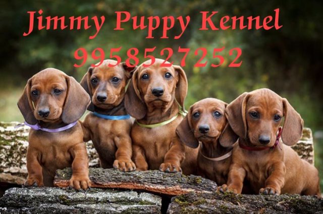 Dachshund Puppies for sale in Delhi | Jimmy Puppy Kennel - Image 2