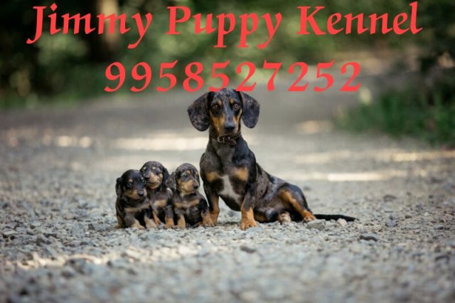 Dachshund Puppies for sale in Delhi | Jimmy Puppy Kennel