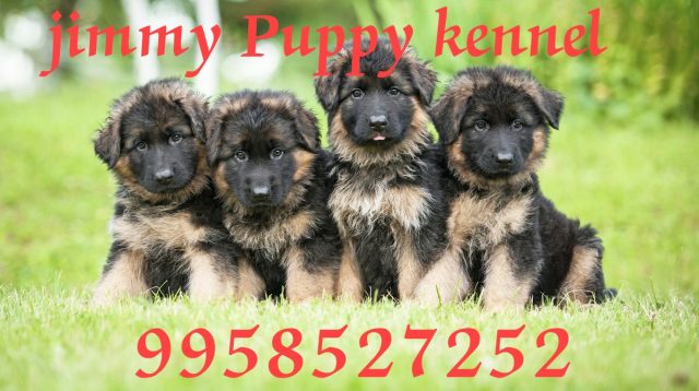 German Shepherd Puppies for sale in Gurgaon | Jimmy Puppy Kennel - Image 2