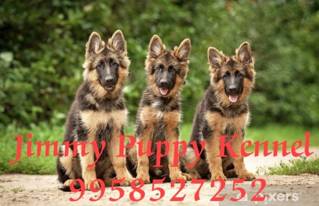 German Shepherd Puppies for sale in Gurgaon | Jimmy Puppy Kennel - Image 4