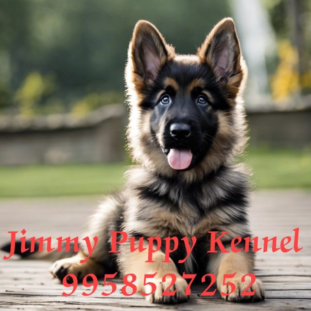 German Shepherd Puppies for sale in Gurgaon | Jimmy Puppy Kennel