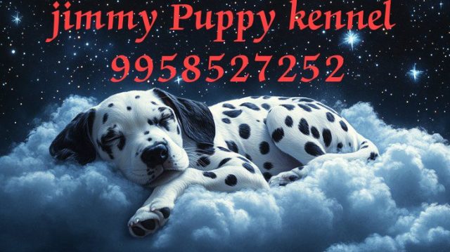 Dalmatian Puppies for sale in Delhi | Jimmy Puppy Kennel