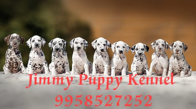 Dalmatian Puppies for sale in Delhi | Jimmy Puppy Kennel - Image 4